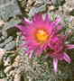 JPG file of cactus flower