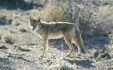 Young Coyote in Tule Valley JPG