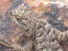 Great Basin Fence lizard JPG file