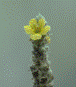 GIF file of Mullein blossom